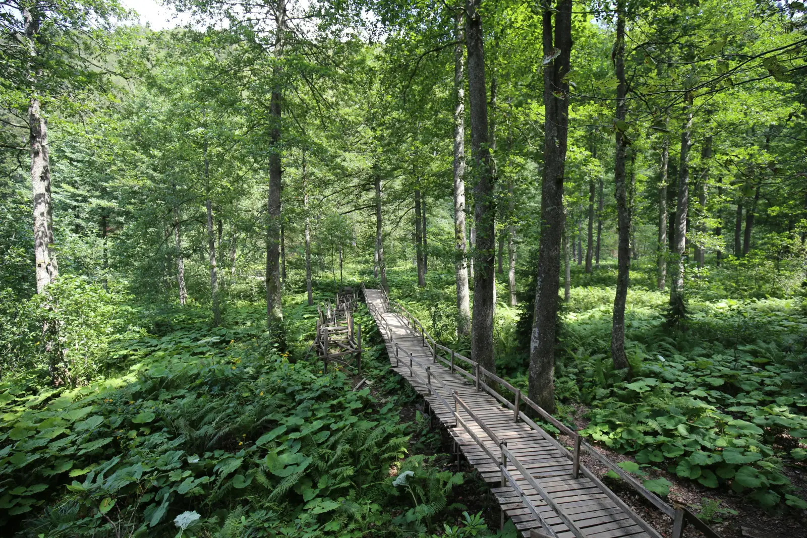 Miškas